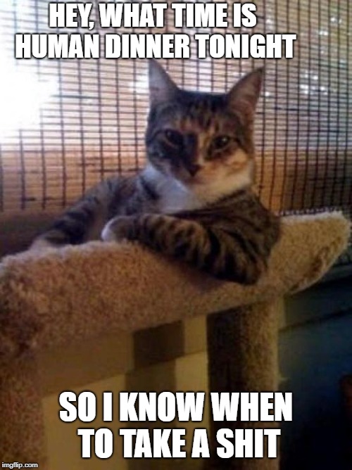 Right on Schedule | HEY, WHAT TIME IS HUMAN DINNER TONIGHT; SO I KNOW WHEN TO TAKE A SHIT | image tagged in memes,the most interesting cat in the world | made w/ Imgflip meme maker
