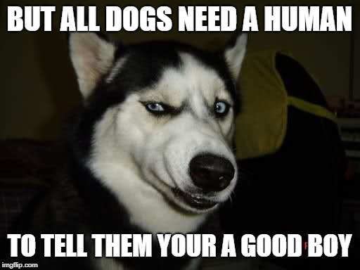 WTF Husky  | BUT ALL DOGS NEED A HUMAN TO TELL THEM YOUR A GOOD BOY | image tagged in wtf husky | made w/ Imgflip meme maker