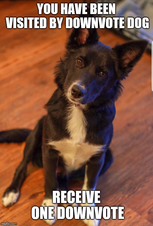 YOU HAVE BEEN VISITED BY DOWNVOTE DOG; RECEIVE ONE DOWNVOTE | made w/ Imgflip meme maker