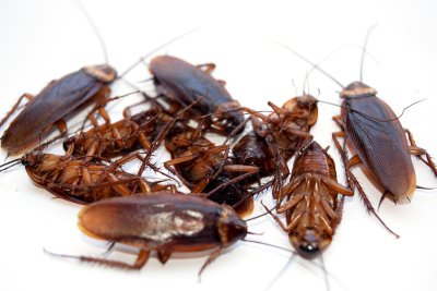 High Quality Cockroaches Blank Meme Template