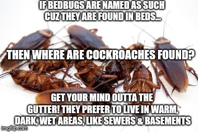 Cockroaches | IF BEDBUGS ARE NAMED AS SUCH CUZ THEY ARE FOUND IN BEDS... THEN WHERE ARE COCKROACHES FOUND? GET YOUR MIND OUTTA THE GUTTER!
THEY PREFER TO LIVE IN WARM, DARK, WET AREAS, LIKE SEWERS & BASEMENTS | image tagged in cockroaches | made w/ Imgflip meme maker