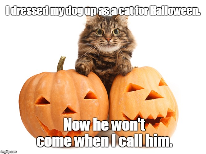 Cat for Halloween | I dressed my dog up as a cat for Halloween. Now he won’t come when I call him. | image tagged in cat | made w/ Imgflip meme maker