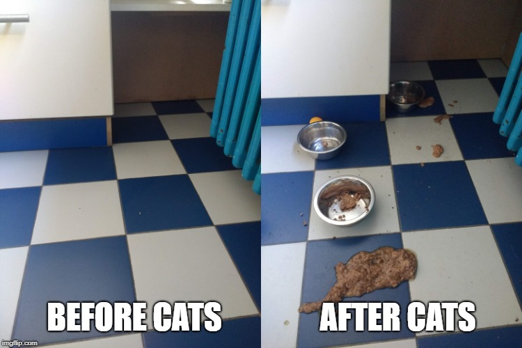 Cat Breakfast Aftermath | BEFORE CATS                AFTER CATS | image tagged in omg cat,i love cats | made w/ Imgflip meme maker