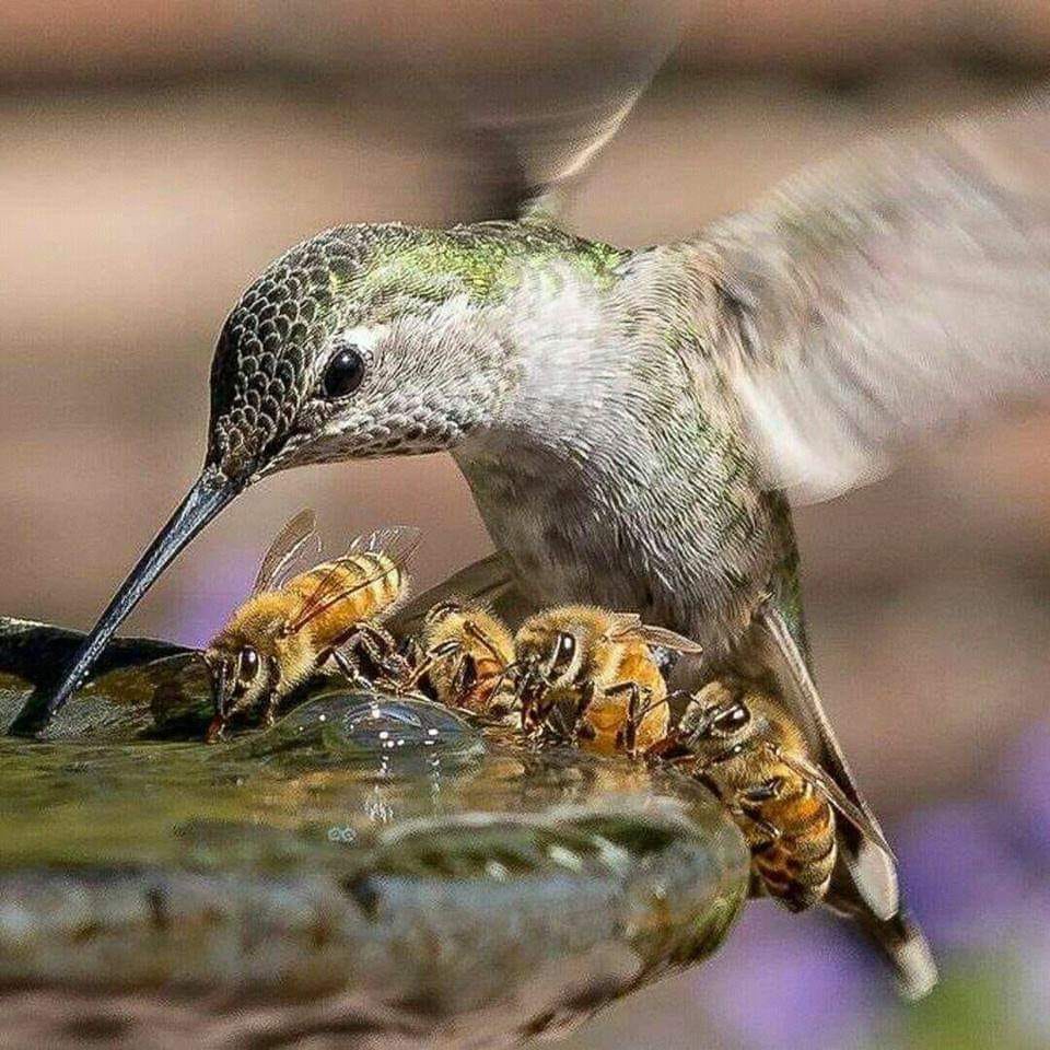 Hummingbird and bees Blank Meme Template