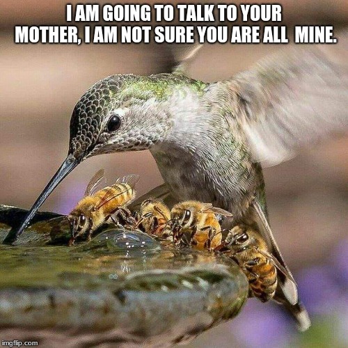 Family outings are wonderful. | I AM GOING TO TALK TO YOUR MOTHER, I AM NOT SURE YOU ARE ALL  MINE. | image tagged in hummingbird and bees | made w/ Imgflip meme maker
