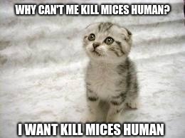 Sad Cat | WHY CAN'T ME KILL MICES HUMAN? I WANT KILL MICES HUMAN | image tagged in memes,sad cat | made w/ Imgflip meme maker