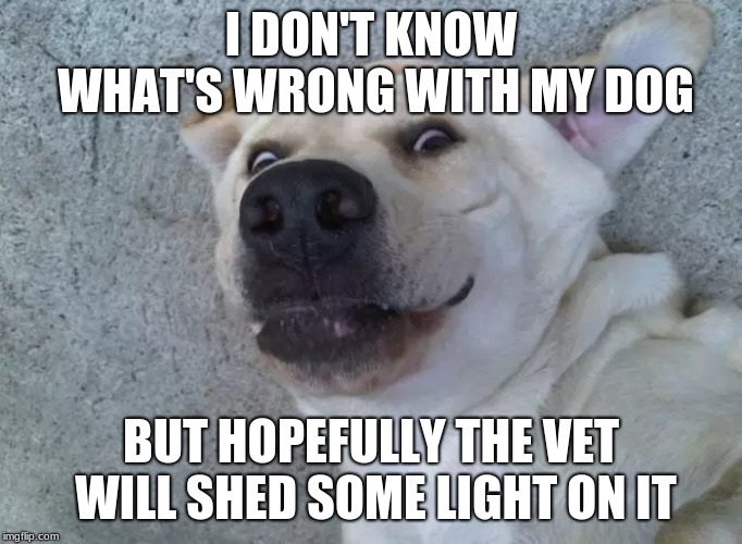 Dog puns! | I DON'T KNOW WHAT'S WRONG WITH MY DOG; BUT HOPEFULLY THE VET WILL SHED SOME LIGHT ON IT | image tagged in memes,dogs | made w/ Imgflip meme maker