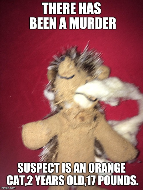 THERE HAS BEEN A MURDER; SUSPECT IS AN ORANGE CAT,2 YEARS OLD,17 POUNDS. | image tagged in cats,murder | made w/ Imgflip meme maker