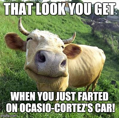 Cow | THAT LOOK YOU GET; WHEN YOU JUST FARTED ON OCASIO-CORTEZ'S CAR! | image tagged in cow | made w/ Imgflip meme maker