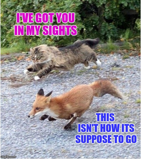 I'VE GOT YOU IN MY SIGHTS; THIS ISN'T HOW ITS SUPPOSE TO GO | image tagged in cat chasing fox | made w/ Imgflip meme maker
