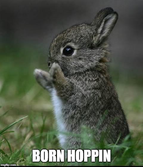 Cute Bunny | BORN HOPPIN | image tagged in cute bunny | made w/ Imgflip meme maker