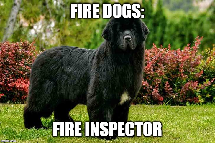 Fire Dog: Fire Inspector | FIRE DOGS:; FIRE INSPECTOR | image tagged in dogs,dog,fire,firefighter,firefighters | made w/ Imgflip meme maker