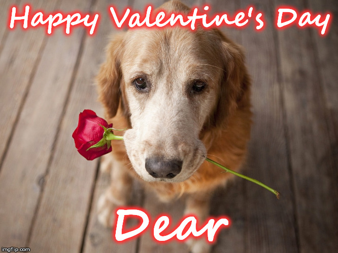 Happy Valentine's Day; Dear | image tagged in dog | made w/ Imgflip meme maker