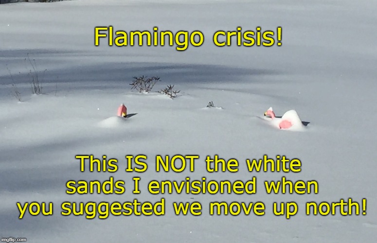 Flamingo crisis!  Flamingos hate snow | Flamingo crisis! This IS NOT the white sands I envisioned when you suggested we move up north! | image tagged in memes,funny memes,flamingos,white snow,cold,pink flamingo | made w/ Imgflip meme maker