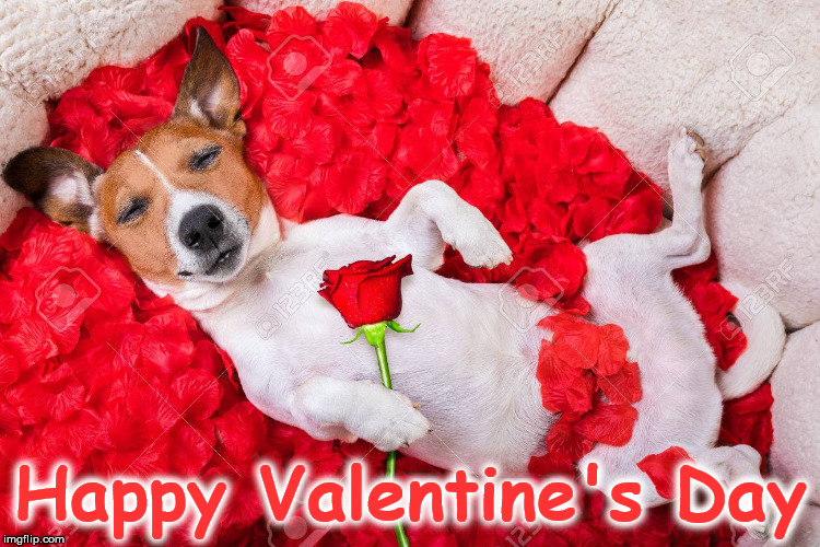 Happy Valentine's Day | image tagged in dog | made w/ Imgflip meme maker
