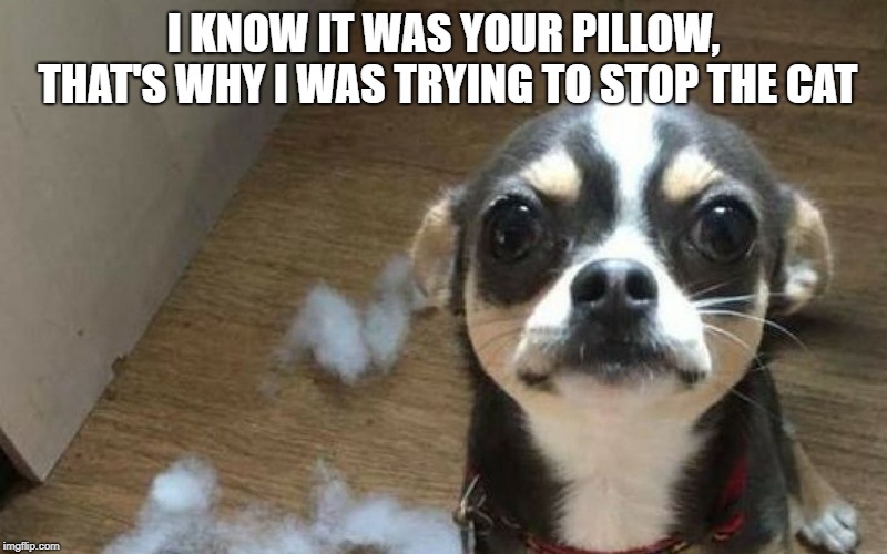  I KNOW IT WAS YOUR PILLOW, THAT'S WHY I WAS TRYING TO STOP THE CAT | image tagged in chihuahua,funny chihuahua,dog memes,funny dog memes,chihuahua memes | made w/ Imgflip meme maker