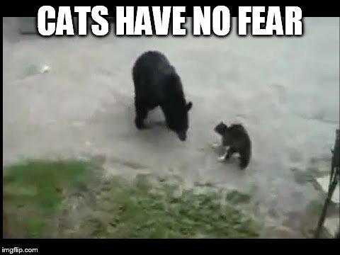 CATS HAVE NO FEAR | made w/ Imgflip meme maker