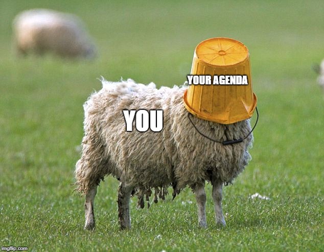 stupid sheep | YOU YOUR AGENDA | image tagged in stupid sheep | made w/ Imgflip meme maker