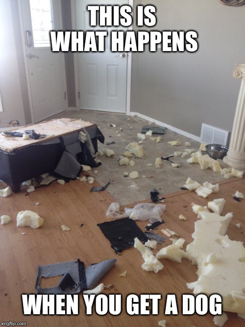 No pets ever again! | THIS IS WHAT HAPPENS; WHEN YOU GET A DOG | image tagged in memes | made w/ Imgflip meme maker