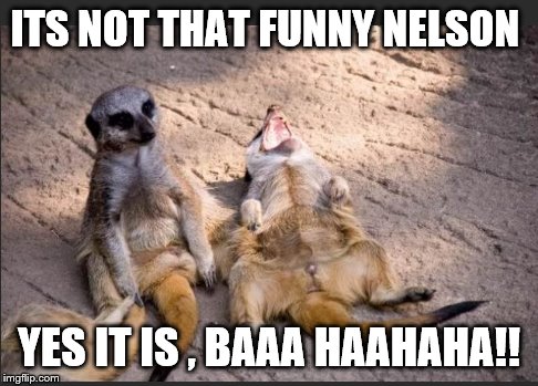meerkat chuckle  | ITS NOT THAT FUNNY NELSON; YES IT IS , BAAA HAAHAHA!! | image tagged in animals | made w/ Imgflip meme maker