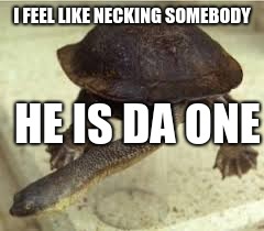 Long Neck  | I FEEL LIKE NECKING SOMEBODY; HE IS DA ONE | image tagged in funny meme,neck,turtles | made w/ Imgflip meme maker