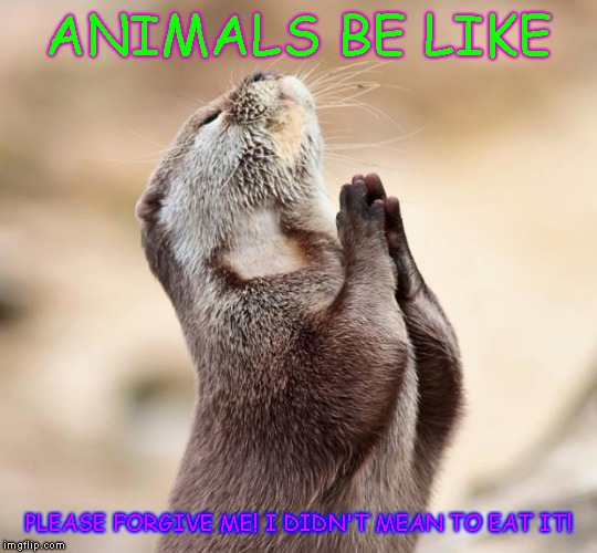 animal praying | ANIMALS BE LIKE; PLEASE FORGIVE ME! I DIDN'T MEAN TO EAT IT! | image tagged in animal praying | made w/ Imgflip meme maker