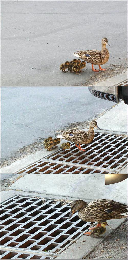 Baby duck in sewer Blank Meme Template