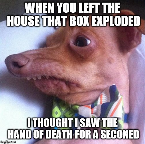 Tuna the dog (Phteven) | WHEN YOU LEFT THE HOUSE THAT BOX EXPLODED I THOUGHT I SAW THE HAND OF DEATH FOR A SECONED | image tagged in tuna the dog phteven | made w/ Imgflip meme maker
