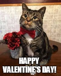 Cat handsome | HAPPY VALENTINE'S DAY! | image tagged in cat handsome | made w/ Imgflip meme maker
