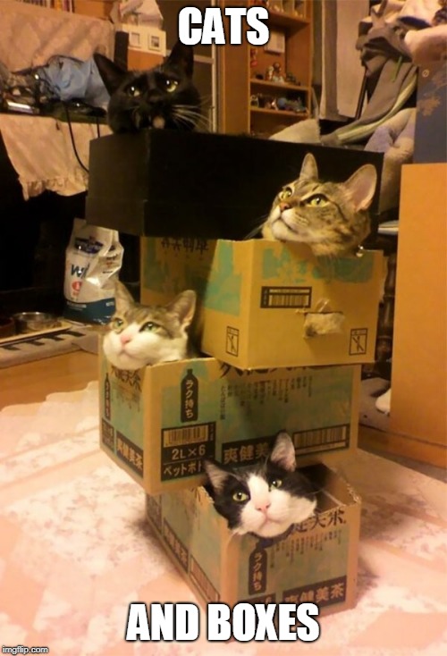 CATS; AND BOXES | image tagged in cats | made w/ Imgflip meme maker