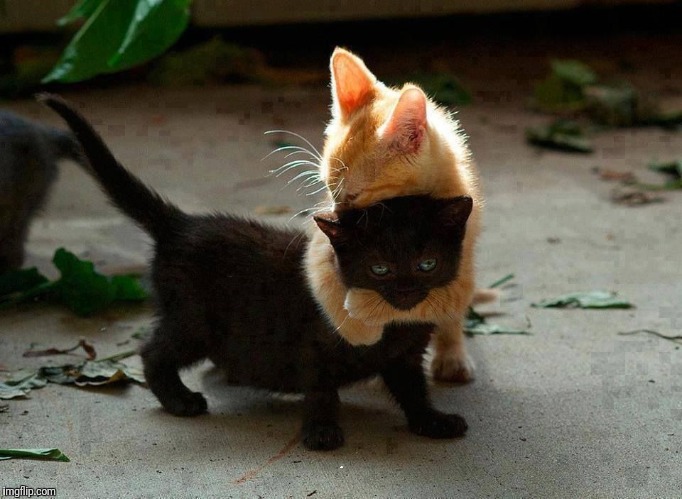 kitten hug | HUGS | image tagged in kitten hug | made w/ Imgflip meme maker