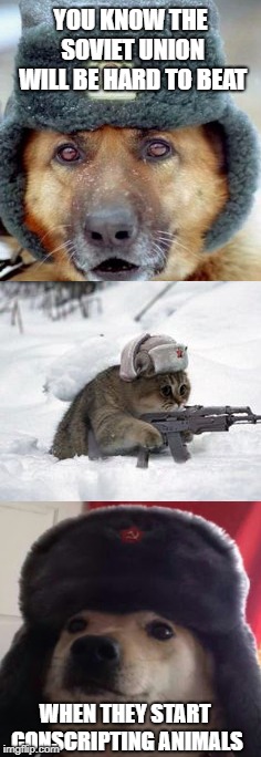 russian cat | YOU KNOW THE SOVIET UNION WILL BE HARD TO BEAT; WHEN THEY START CONSCRIPTING ANIMALS | image tagged in russian cat,russian doge,soviet union,russia | made w/ Imgflip meme maker
