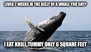 Whale. | LIVED 2 WEEKS IN THE BELLY OF A WHALE YOU SAY? I EAT KRILL,TUMMY ONLY 6 SQUARE FEET | image tagged in whale | made w/ Imgflip meme maker