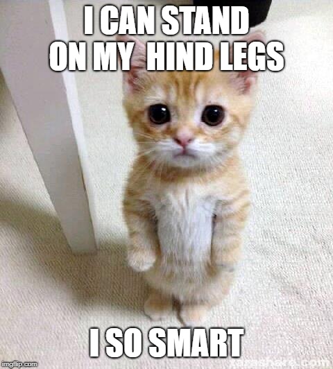 Cute Cat | I CAN STAND ON MY  HIND LEGS; I SO SMART | image tagged in memes,cute cat | made w/ Imgflip meme maker