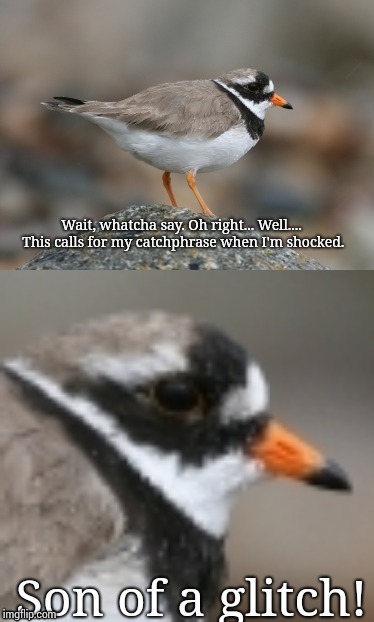 When you suddenly realize Ringed Plover | Wait, whatcha say. Oh right... Well.... This calls for my catchphrase when I'm shocked. Son of a glitch! | image tagged in when you suddenly realize ringed plover | made w/ Imgflip meme maker