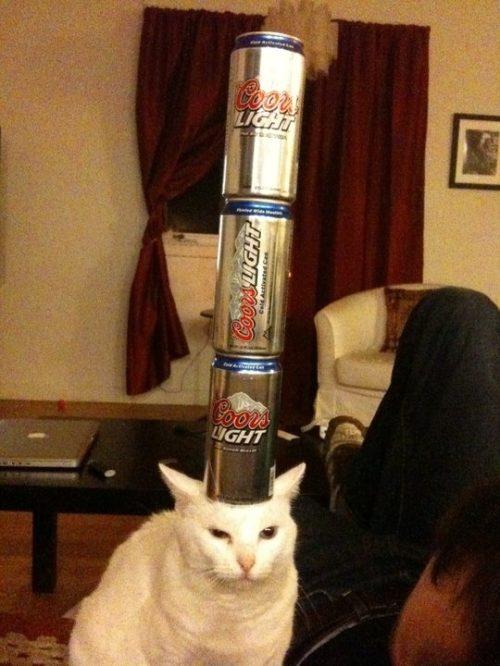 image tagged in cats,animals
