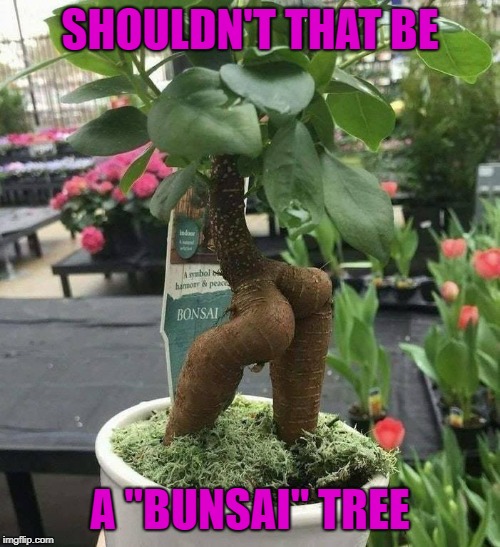 Sure looks like one to me!!! | SHOULDN'T THAT BE; A "BUNSAI" TREE | image tagged in bunsai tree,memes,bonsai tree,funny,trees,buns | made w/ Imgflip meme maker