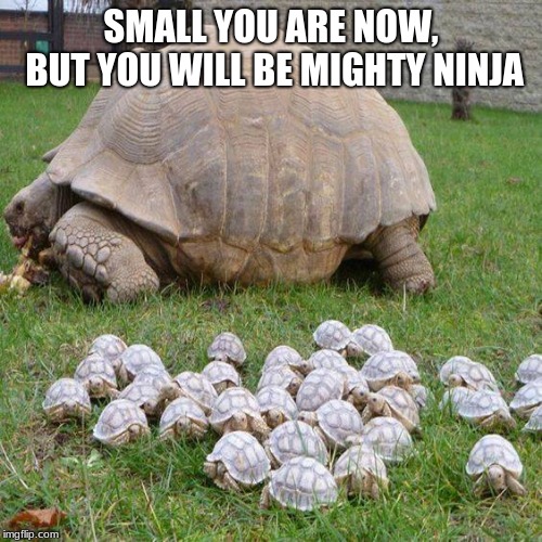 Turtle Power | SMALL YOU ARE NOW, BUT YOU WILL BE MIGHTY NINJA | image tagged in turtle power,ninja turtles | made w/ Imgflip meme maker