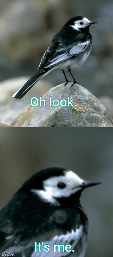 Clinically Depressed Pied Wagtail | Oh look. It's me. | image tagged in clinically depressed pied wagtail | made w/ Imgflip meme maker