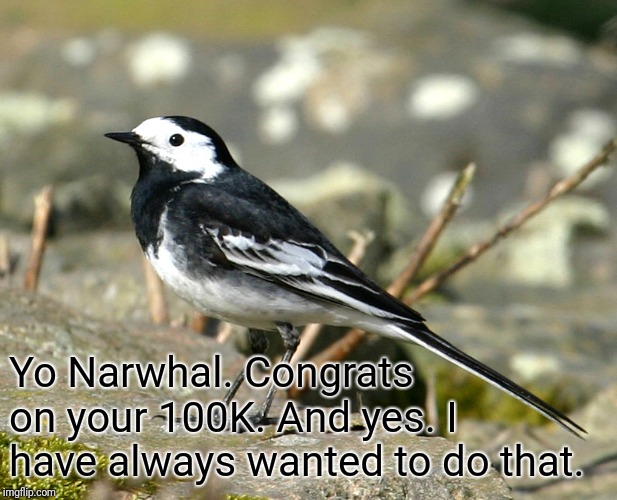 Savage Pied Wagtail | Yo Narwhal. Congrats on your 100K. And yes. I have always wanted to do that. | image tagged in savage pied wagtail | made w/ Imgflip meme maker