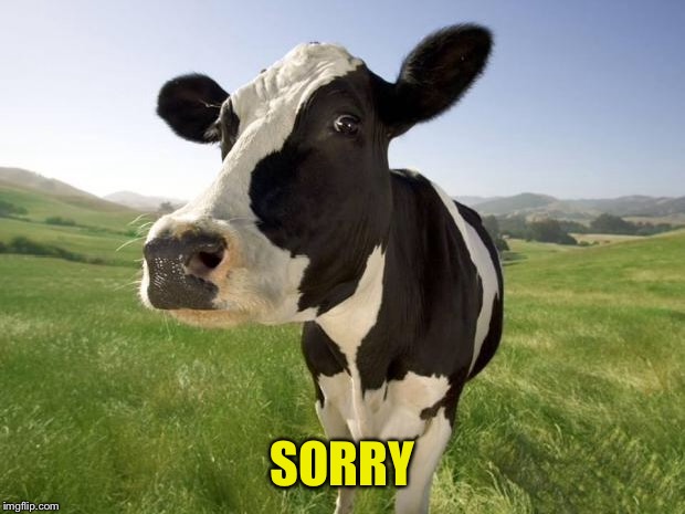 cow | SORRY | image tagged in cow | made w/ Imgflip meme maker