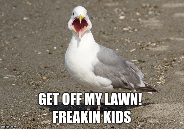 GET OFF MAH LAWN | GET OFF MY LAWN! FREAKIN KIDS | image tagged in seagulls,memes | made w/ Imgflip meme maker