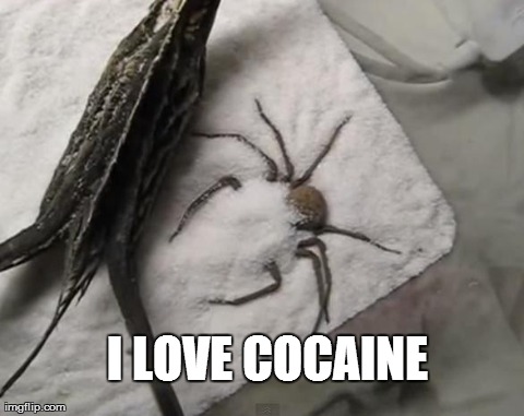 image tagged in funny,spiders,cocaine | made w/ Imgflip meme maker
