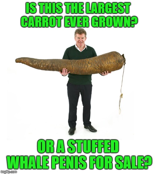 Google it: A Stuffed Whale Penis Sold | IS THIS THE LARGEST CARROT EVER GROWN? OR A STUFFED WHALE PENIS FOR SALE? | image tagged in whales,penis,funny,facts | made w/ Imgflip meme maker