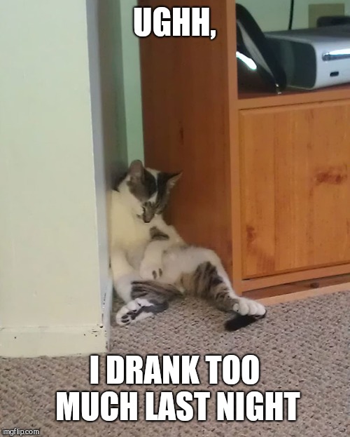 UGHH, I DRANK TOO MUCH LAST NIGHT | image tagged in hung over cat | made w/ Imgflip meme maker