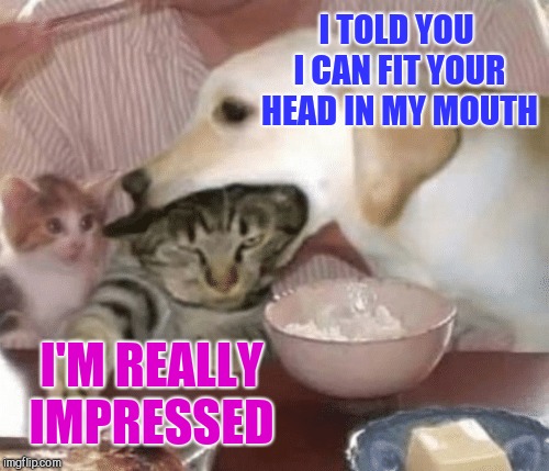 Its a dog eat cat world out there  | I TOLD YOU I CAN FIT YOUR HEAD IN MY MOUTH; I'M REALLY IMPRESSED | image tagged in dog,cat | made w/ Imgflip meme maker