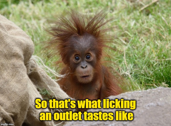 CUTE SHOCK | So that's what licking an outlet tastes like | image tagged in monkey,cute,shocked face | made w/ Imgflip meme maker