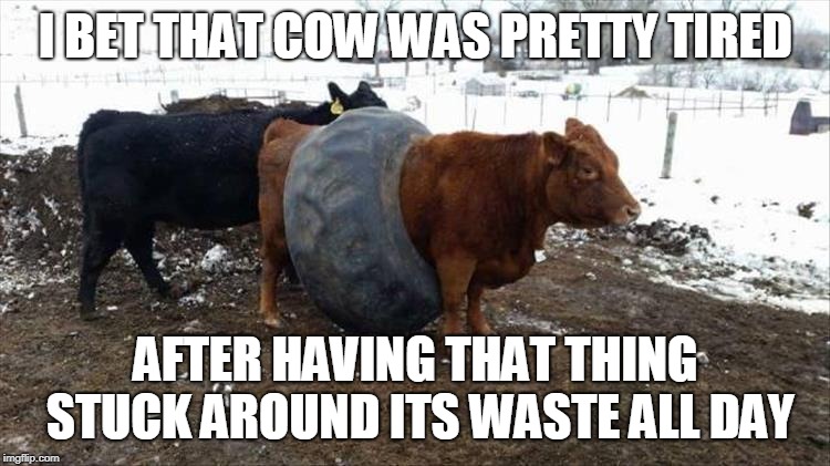 TIRED COW | I BET THAT COW WAS PRETTY TIRED; AFTER HAVING THAT THING STUCK AROUND ITS WASTE ALL DAY | image tagged in cow,tires,tired | made w/ Imgflip meme maker