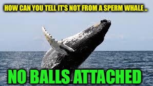 Whale. | HOW CAN YOU TELL IT’S NOT FROM A SPERM WHALE .. NO BALLS ATTACHED | image tagged in whale | made w/ Imgflip meme maker