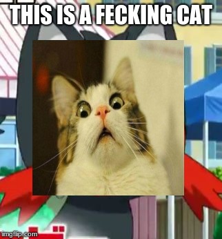 what the hell is litten | THIS IS A FECKING CAT | image tagged in litten,scared cat | made w/ Imgflip meme maker